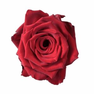 EXPLORER 80 STAR ROSES