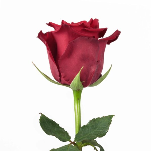 EXPLORER 80 STAR ROSES