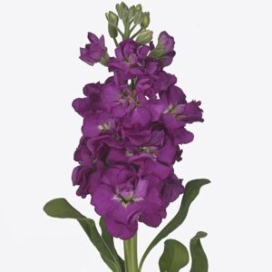 Маттиола Iron Pink