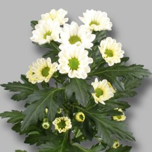 Хриз. Sant rossi white