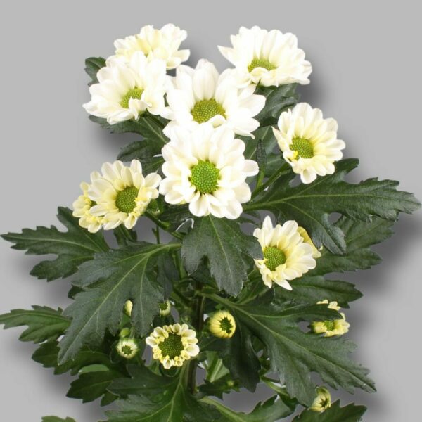 Хриз. Sant rossi white