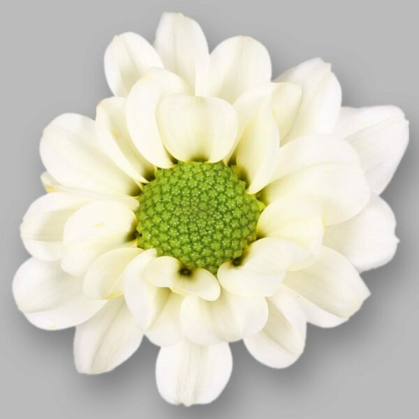 Хриз. Sant rossi white