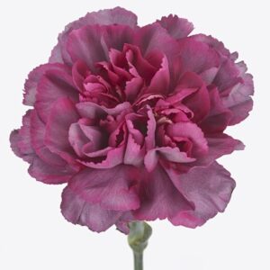 Диантус St Hypnosis