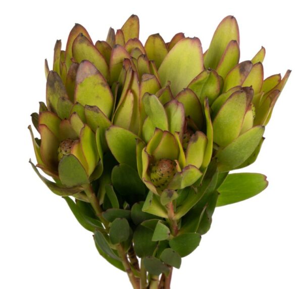 leocadendron safari scaled