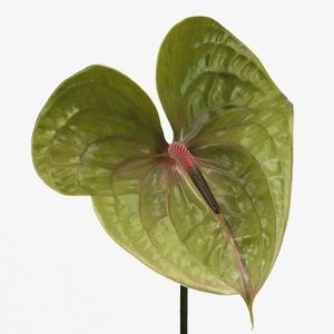 Антуриум Pistache