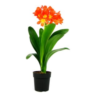 Кливия MINIATA 13/50