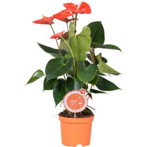 Антуриум PRINCE OF ORANGE 14/50