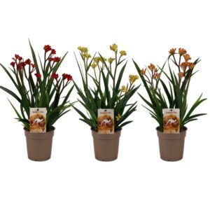 Анигозантус MIX 12/40