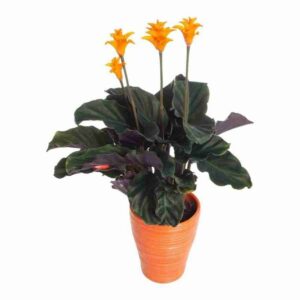 Калатея CROCATA 14/40