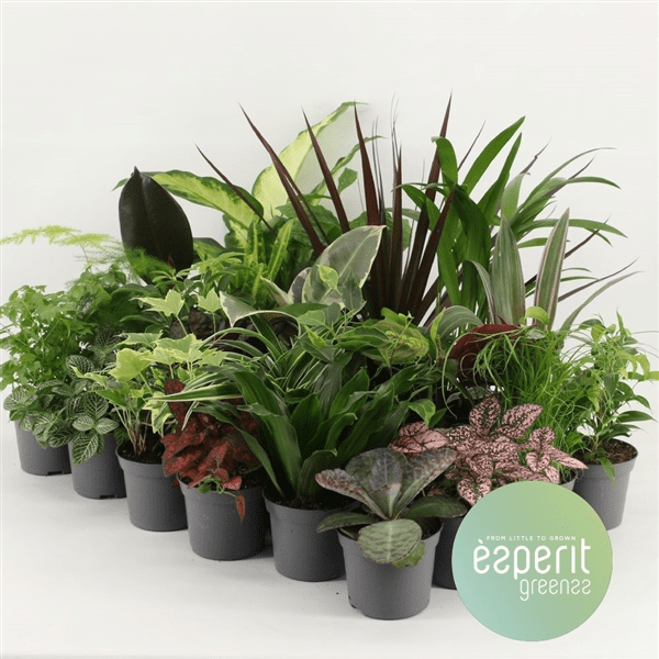 Mixed plants. Плант микс d9 h25. Камерплант микс9. Плант микс d8,5;h30. Растение Плант микс.