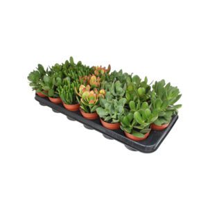 Крассула MIX 10/20