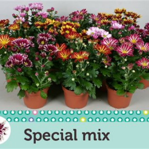 Хризантема DOUBLE MIX 12/25