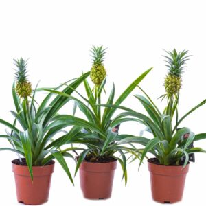 Ананас CHAMPACA 14/60