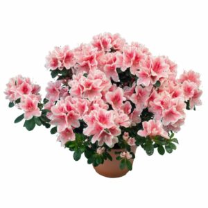 Азалия SACHENSTERN 13/30