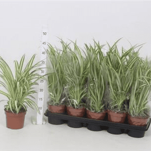 Хлорофитум VARIEGATUM 12/30