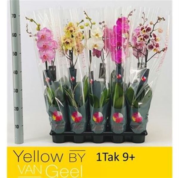 falenopsis 1stv van gel scaled