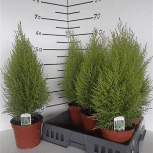 Купресcус GOLD WILMA 14/60