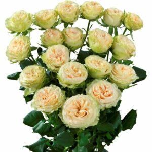 Роза Tr Summerrose 60