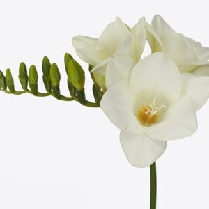 Фрезия En Ambiance Decorum