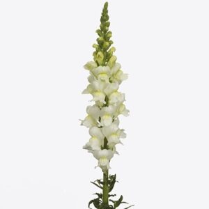 Антирринум Poto Ivory Wh