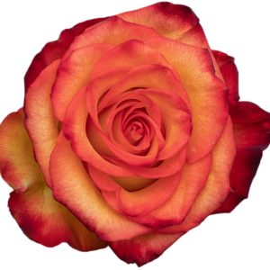 HIGH MAGIC 80 STAR ROSES