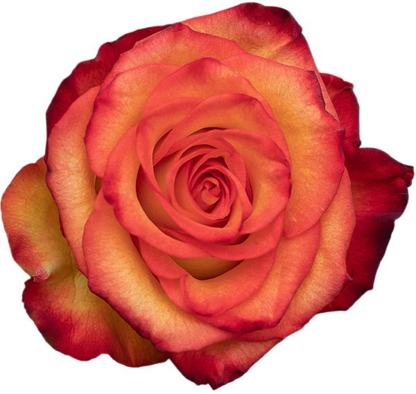 HIGH MAGIC 80 STAR ROSES