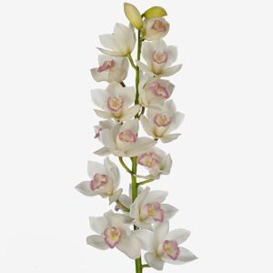 Цимбидиум White Cascade 80