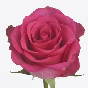 Роза Gr Madam Cerise 40
