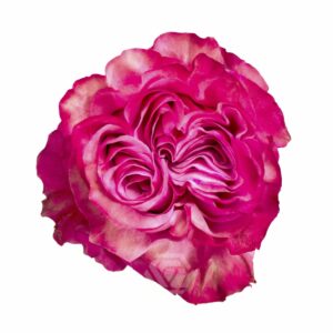 COUNTRY BLUES 60 STAR ROSES