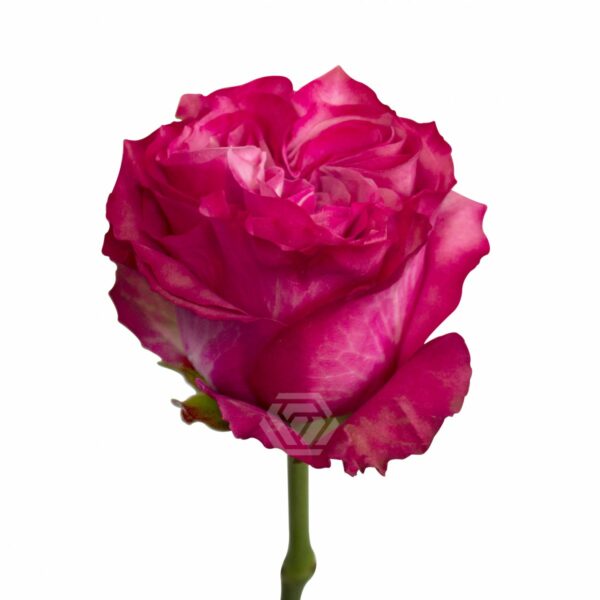 COUNTRY BLUES 60 STAR ROSES