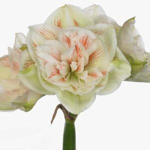 Гиппеаструм Dg Nymph