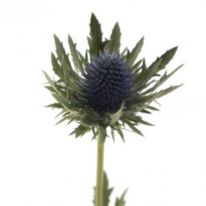 Эрингиум Aquarius Qstar