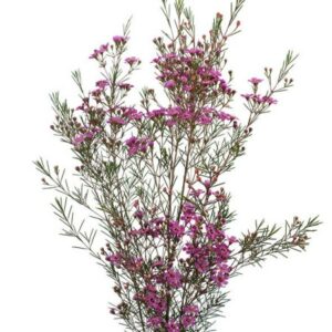 Хамеликум Un Emma