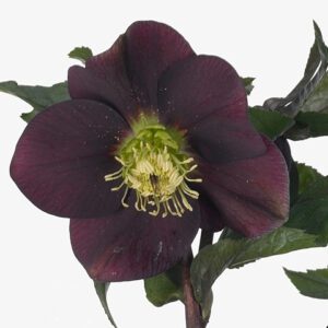 Хеллеборус Queens Red