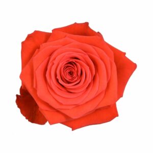 NINA 70 LIFEFLOWERS