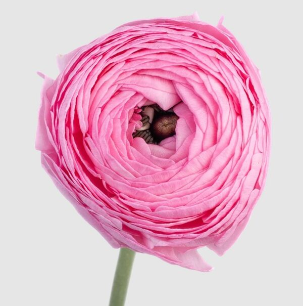 aazur pink scaled