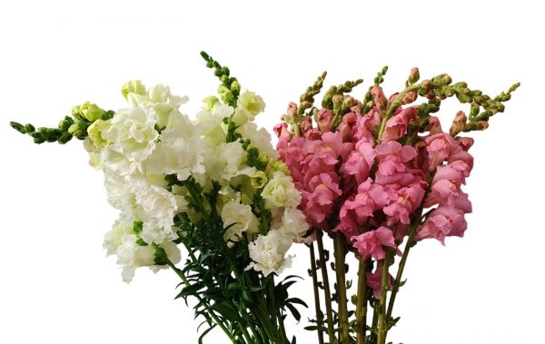 antirrinum