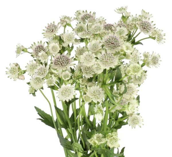 astrantia million stars