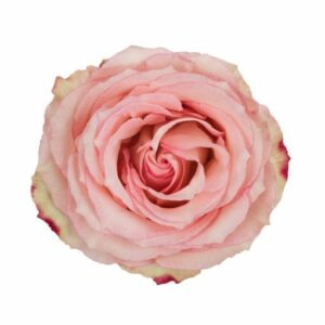 ESPERANCE 70 STAR ROSES