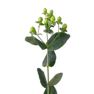 Гиперикум Coco Bamboo Green