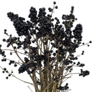 Лигуструм Libelle