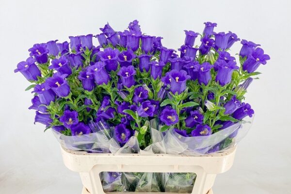 champion blue
