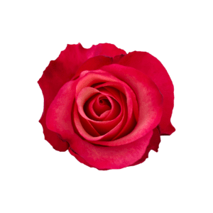 BOGART 50 AGRI ROSES