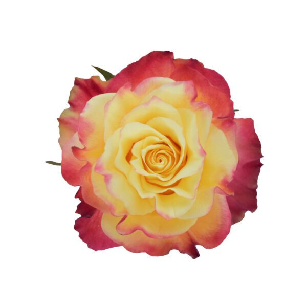 NEWS FLASH 60 ALBRA ROSES