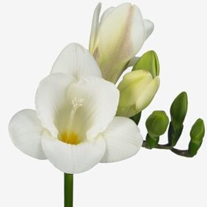 Фрезия En White Serenade