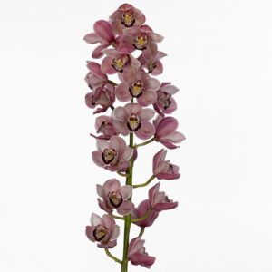 Цимбидиум pink California delmonte