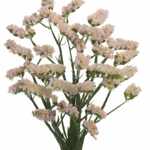 Статица S Sin Ho Apricot