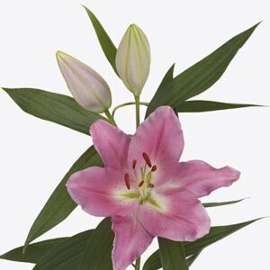 Лилия Or Praiano