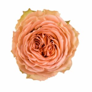 COUNTRY HOME 60 STAR ROSES