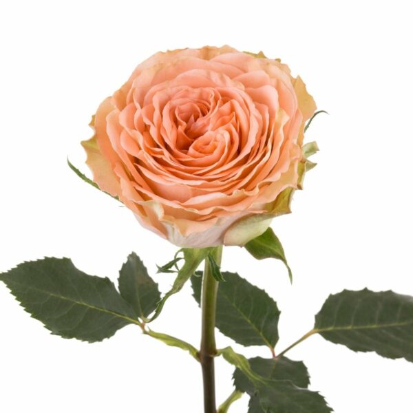 COUNTRY HOME 60 STAR ROSES